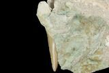 Otodus Shark Tooth Fossil In Rock - Eocene #87029-2